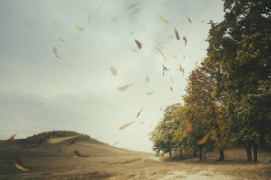 Windy com: Best Weather Forecast Tool for Travelers
